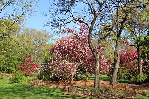 photo ofCentral Park